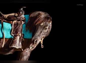 Altri pony/cavalli di piccola taglia, Castrone, 9 Anni, 89 cm, Roano blu