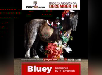 Altri pony/cavalli di piccola taglia, Castrone, 9 Anni, 89 cm, Roano blu