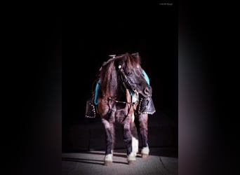 Altri pony/cavalli di piccola taglia, Castrone, 9 Anni, 89 cm, Roano blu