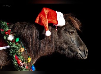 Altri pony/cavalli di piccola taglia, Castrone, 9 Anni, 89 cm, Roano blu
