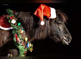 Altri pony/cavalli di piccola taglia, Castrone, 9 Anni, 89 cm, Roano blu