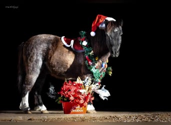 Altri pony/cavalli di piccola taglia, Castrone, 9 Anni, 89 cm, Roano blu
