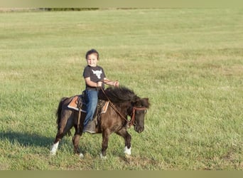 Altri pony/cavalli di piccola taglia, Castrone, 9 Anni, 89 cm, Roano blu