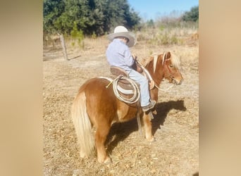 Altri pony/cavalli di piccola taglia, Castrone, 9 Anni, 91 cm, Sauro ciliegia