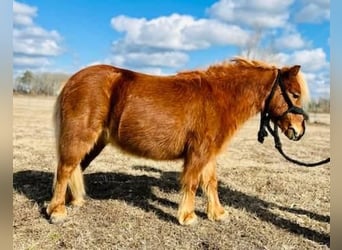 Altri pony/cavalli di piccola taglia, Castrone, 9 Anni, 91 cm, Sauro ciliegia