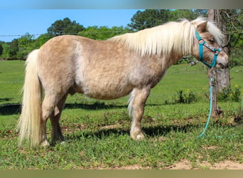 Altri pony/cavalli di piccola taglia, Castrone, 9 Anni, 94 cm