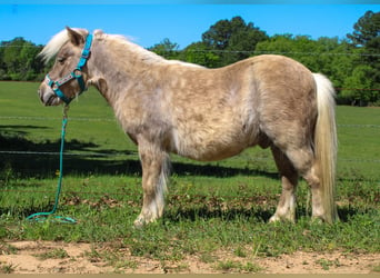 Altri pony/cavalli di piccola taglia, Castrone, 9 Anni, 94 cm