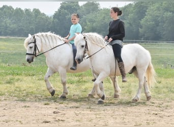 Altri pony/cavalli di piccola taglia, Castrone, 9 Anni, Bianco