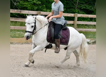 Altri pony/cavalli di piccola taglia, Castrone, 9 Anni, Bianco