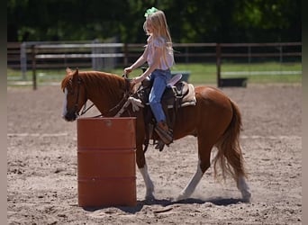 Altri pony/cavalli di piccola taglia, Castrone, 9 Anni, Sauro ciliegia
