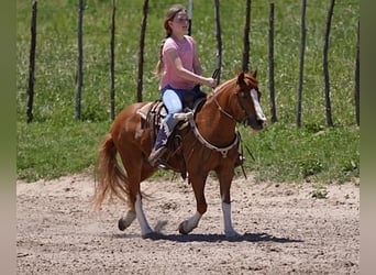 Altri pony/cavalli di piccola taglia, Castrone, 9 Anni, Sauro ciliegia