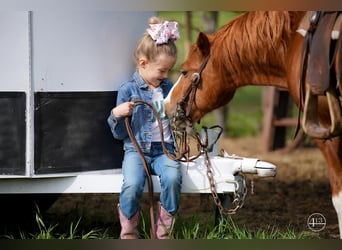 Altri pony/cavalli di piccola taglia, Castrone, 9 Anni, Sauro ciliegia