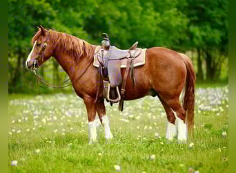 Altri pony/cavalli di piccola taglia, Castrone, 9 Anni, Sauro ciliegia