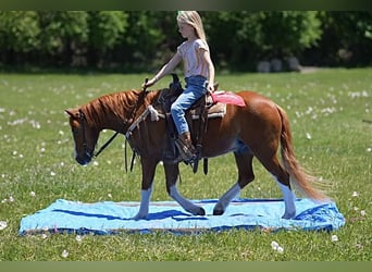 Altri pony/cavalli di piccola taglia, Castrone, 9 Anni, Sauro ciliegia