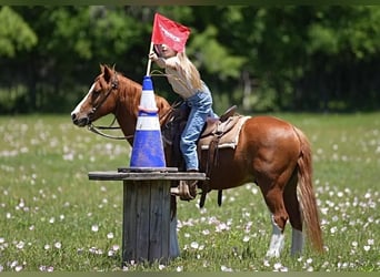 Altri pony/cavalli di piccola taglia, Castrone, 9 Anni, Sauro ciliegia