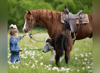Altri pony/cavalli di piccola taglia, Castrone, 9 Anni, Sauro ciliegia