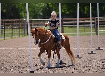 Altri pony/cavalli di piccola taglia, Castrone, 9 Anni, Sauro ciliegia