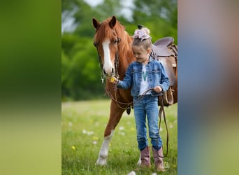 Altri pony/cavalli di piccola taglia, Castrone, 9 Anni, Sauro ciliegia