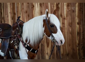Altri pony/cavalli di piccola taglia, Castrone, 9 Anni, Sauro ciliegia