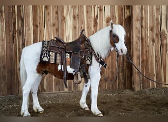 Altri pony/cavalli di piccola taglia, Castrone, 9 Anni, Sauro ciliegia