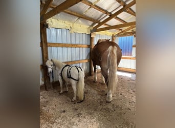 Altri pony/cavalli di piccola taglia, Giumenta, 10 Anni, 104 cm, Grigio
