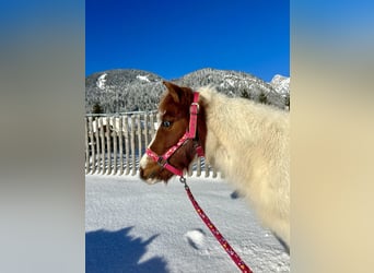 Altri pony/cavalli di piccola taglia, Giumenta, 10 Anni, 105 cm, Pezzato