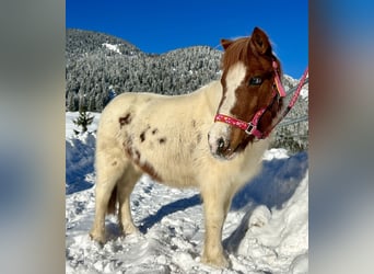 Altri pony/cavalli di piccola taglia, Giumenta, 10 Anni, 105 cm, Pezzato