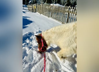 Altri pony/cavalli di piccola taglia, Giumenta, 10 Anni, 105 cm, Pezzato