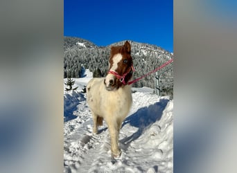 Altri pony/cavalli di piccola taglia, Giumenta, 10 Anni, 105 cm, Pezzato