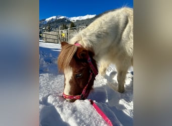 Altri pony/cavalli di piccola taglia, Giumenta, 10 Anni, 105 cm, Pezzato