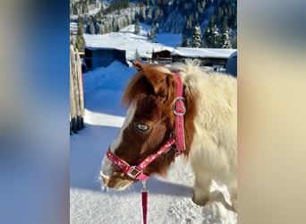 Altri pony/cavalli di piccola taglia, Giumenta, 10 Anni, 105 cm, Pezzato