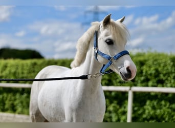 Altri pony/cavalli di piccola taglia, Giumenta, 10 Anni, 122 cm, Grigio