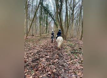 Altri pony/cavalli di piccola taglia, Giumenta, 10 Anni, 127 cm, Bianco