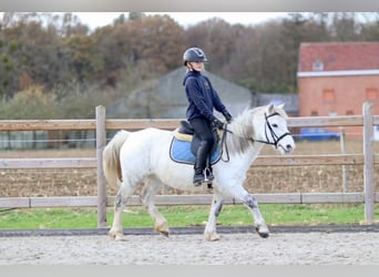 Altri pony/cavalli di piccola taglia, Giumenta, 10 Anni, 127 cm, Bianco