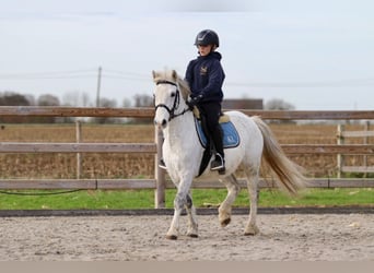 Altri pony/cavalli di piccola taglia, Giumenta, 10 Anni, 127 cm, Bianco