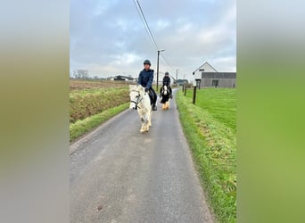 Altri pony/cavalli di piccola taglia, Giumenta, 10 Anni, 127 cm, Bianco