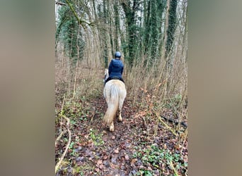 Altri pony/cavalli di piccola taglia, Giumenta, 10 Anni, 127 cm, Bianco