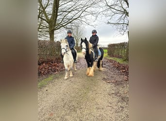 Altri pony/cavalli di piccola taglia, Giumenta, 10 Anni, 127 cm, Bianco