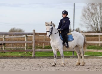 Altri pony/cavalli di piccola taglia, Giumenta, 10 Anni, 127 cm, Bianco