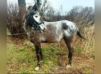 Altri pony/cavalli di piccola taglia, Giumenta, 10 Anni, 130 cm, Falbo baio