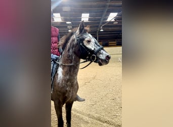 Altri pony/cavalli di piccola taglia, Giumenta, 10 Anni, 130 cm, Falbo baio