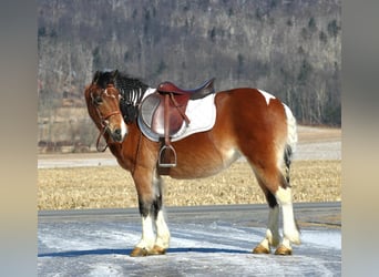 Altri pony/cavalli di piccola taglia, Giumenta, 10 Anni, 130 cm