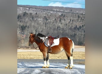 Altri pony/cavalli di piccola taglia, Giumenta, 10 Anni, 130 cm