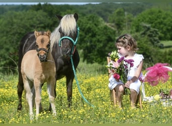 Altri pony/cavalli di piccola taglia, Giumenta, 10 Anni, 91 cm, Falbo