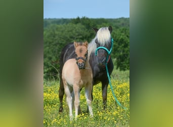 Altri pony/cavalli di piccola taglia, Giumenta, 10 Anni, 91 cm, Falbo