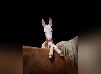 Altri pony/cavalli di piccola taglia, Giumenta, 10 Anni, 97 cm, Pezzato