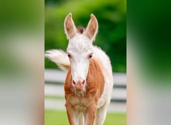 Altri pony/cavalli di piccola taglia, Giumenta, 10 Anni, 97 cm, Pezzato