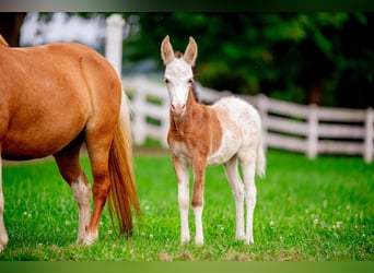 Altri pony/cavalli di piccola taglia, Giumenta, 10 Anni, 97 cm, Pezzato