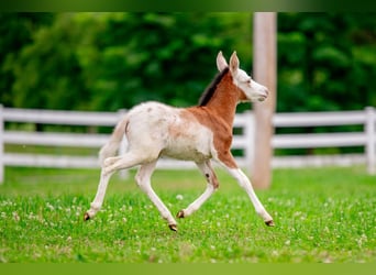 Altri pony/cavalli di piccola taglia, Giumenta, 10 Anni, 97 cm, Pezzato