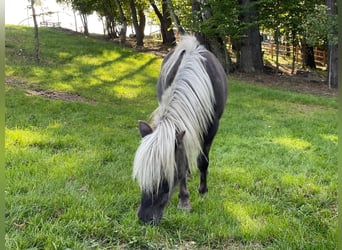Altri pony/cavalli di piccola taglia Mix, Giumenta, 11 Anni, 110 cm, Sauro